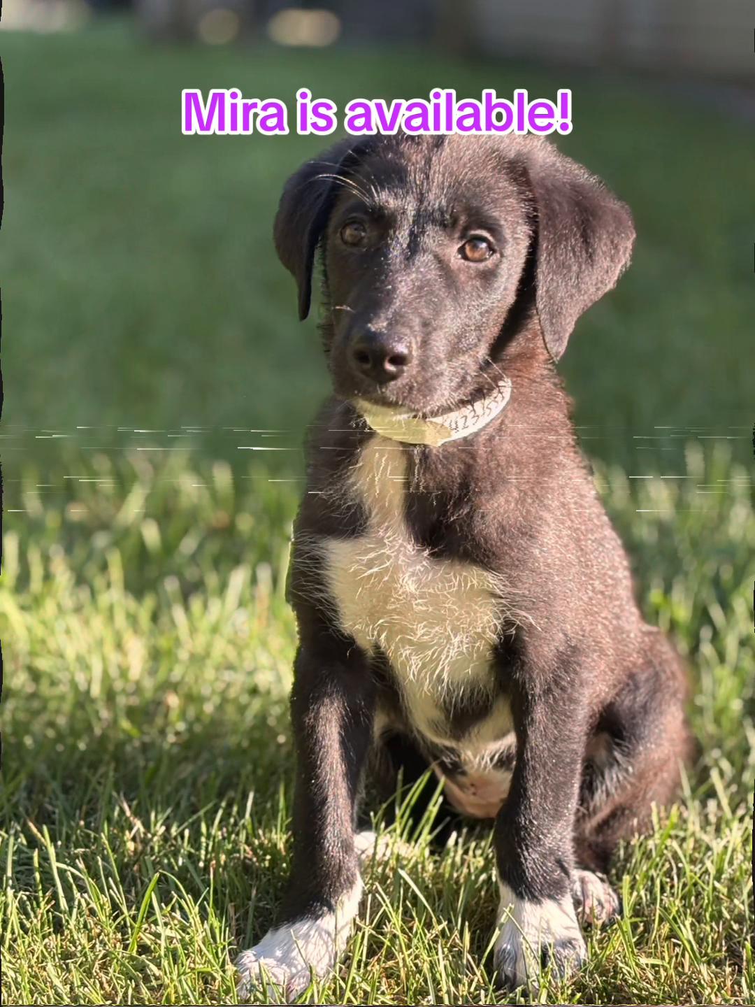 @Adopt A Stray Rescue