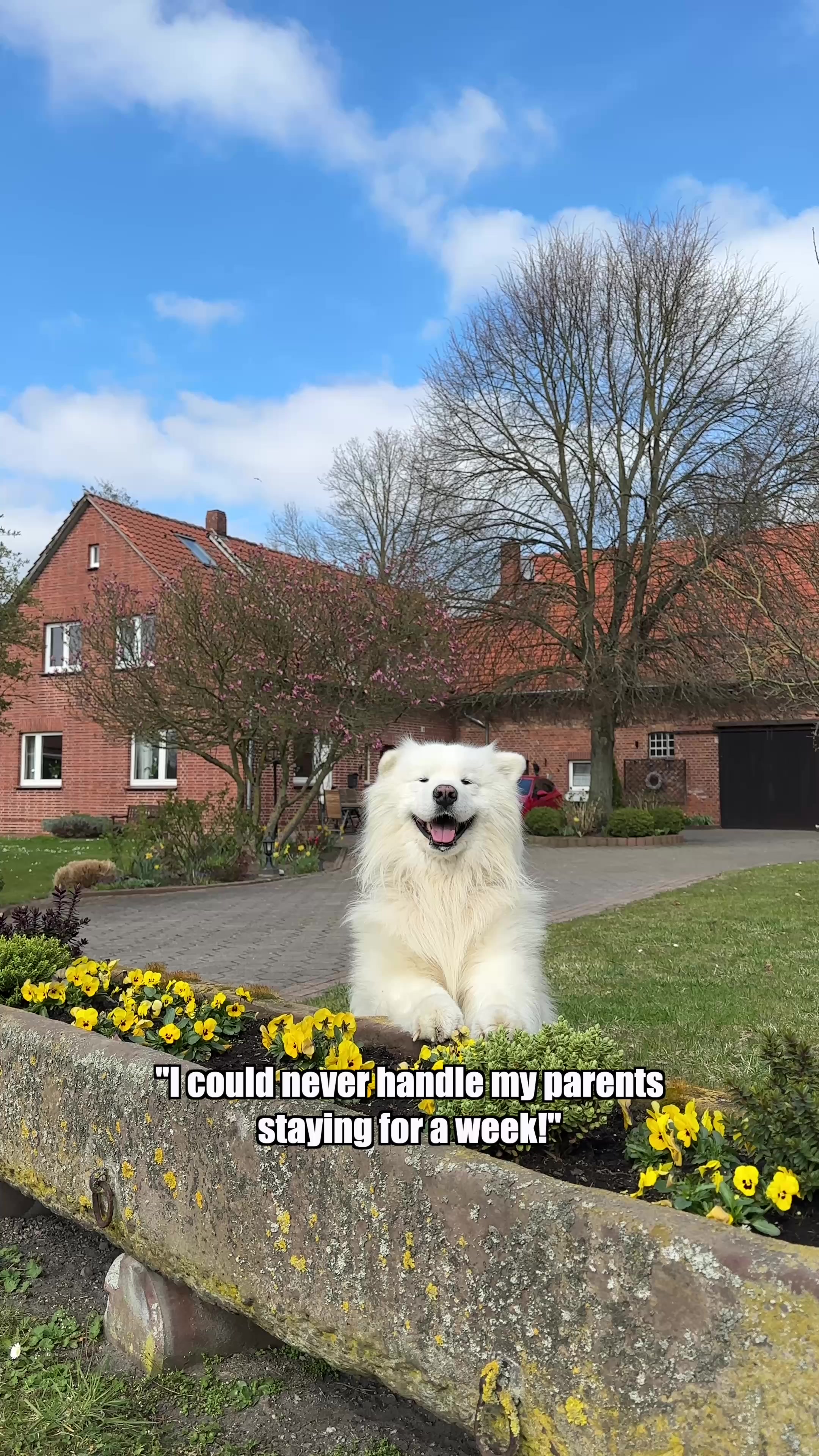 @wanderlust_samoyed