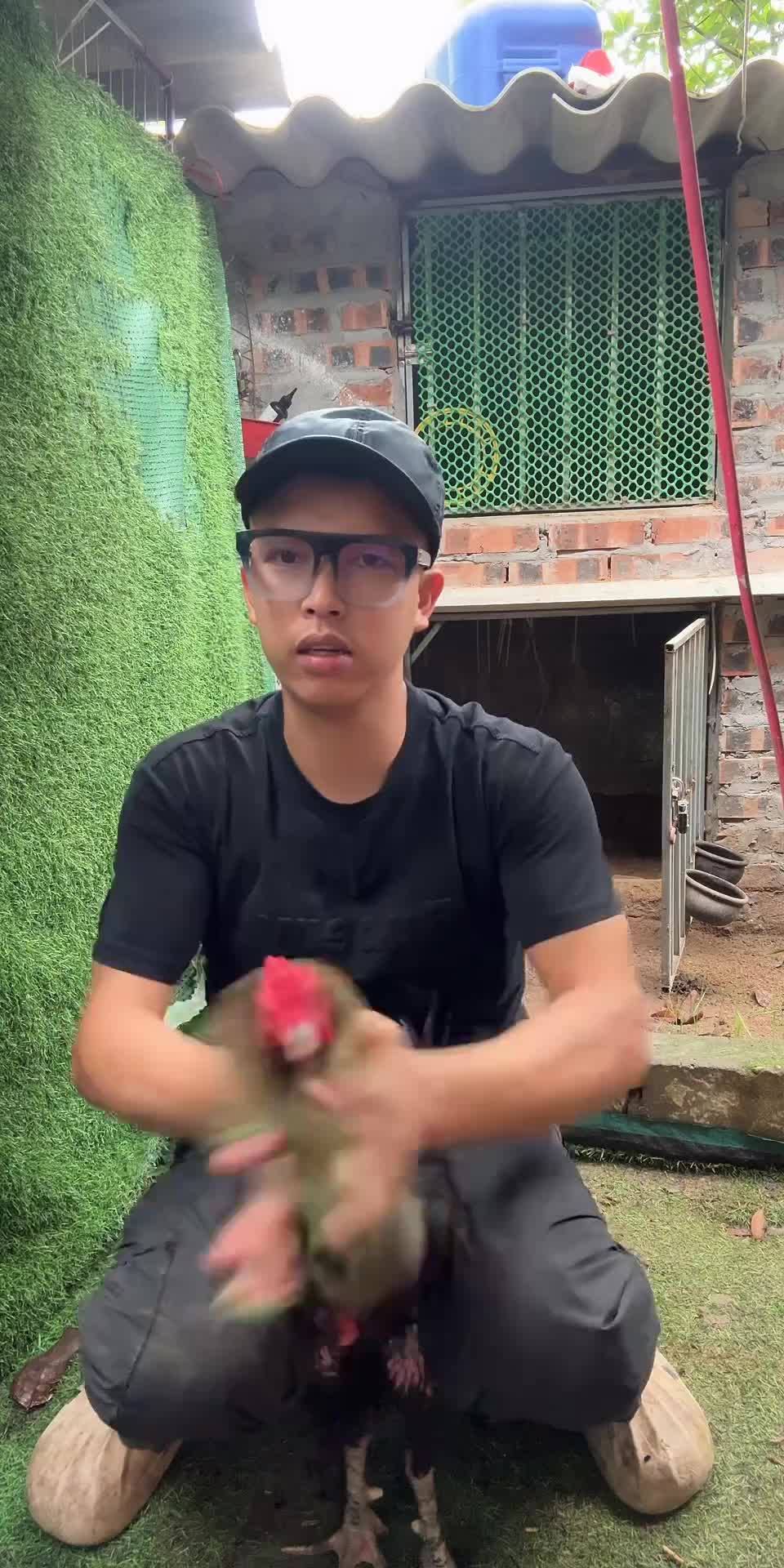 @Thuần Gà Chọi