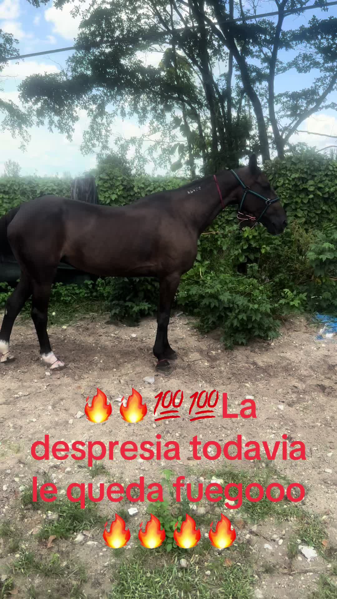 @🔥🔥❤️EL FEO ❤️🔥🔥