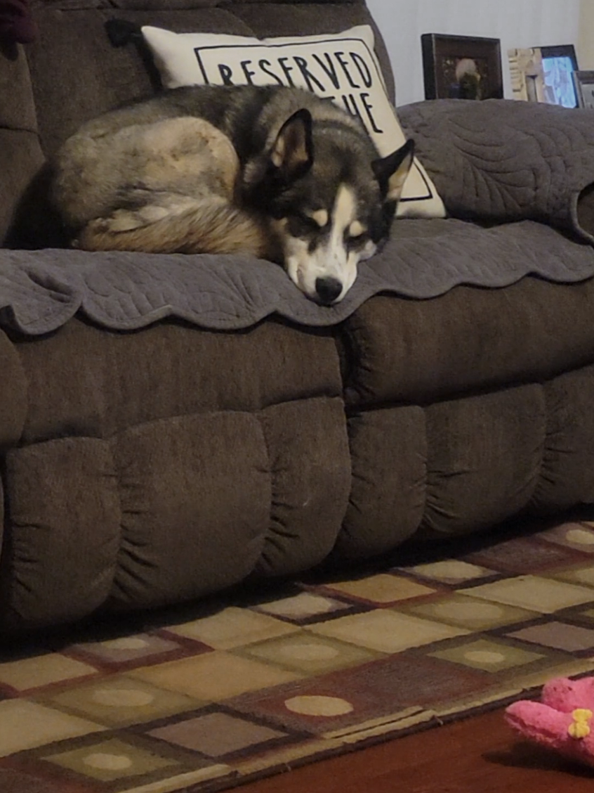 @the Hussey Husky