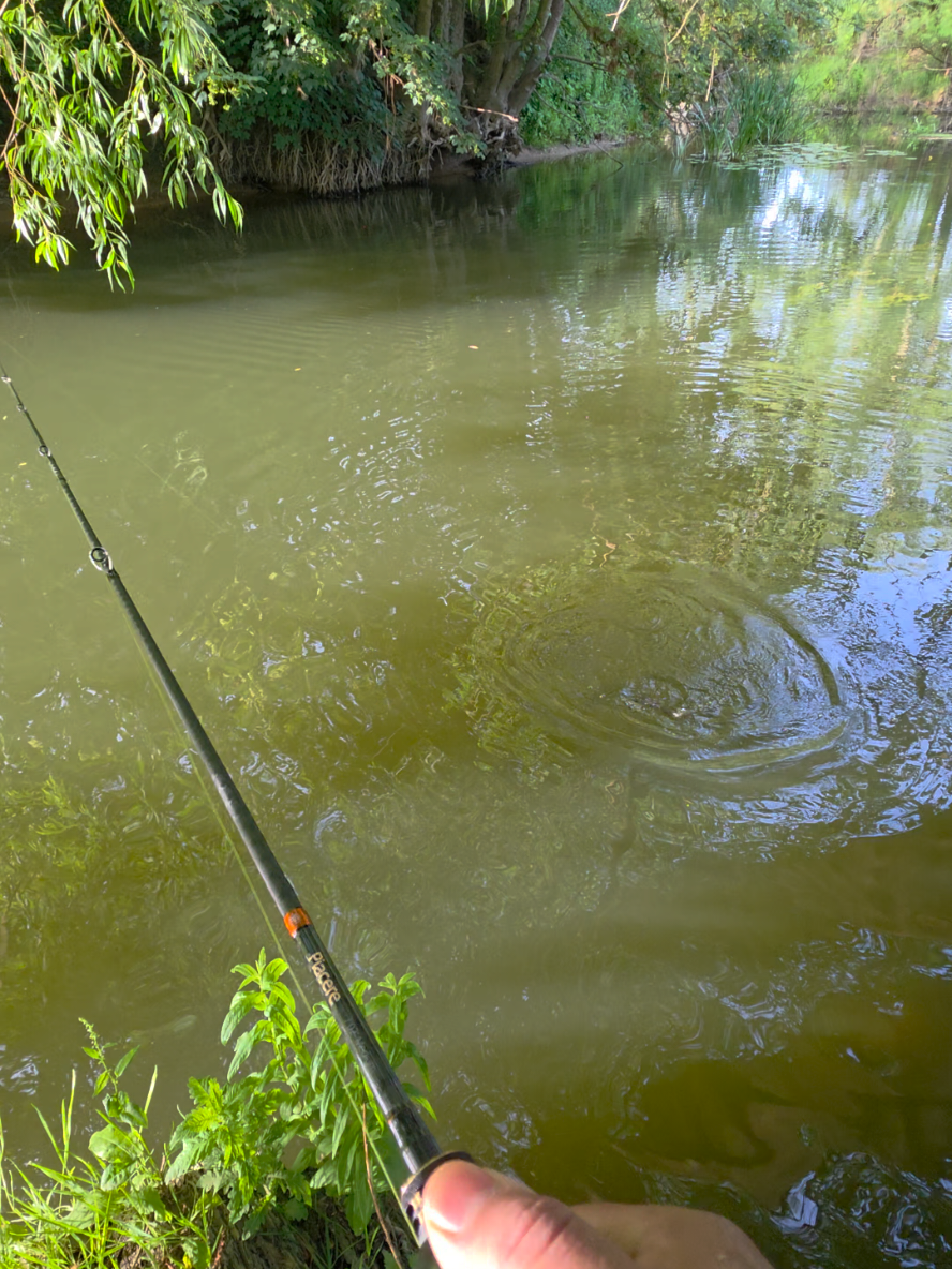 @BF Angler