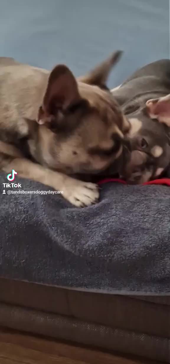 @Paddythefrenchie
