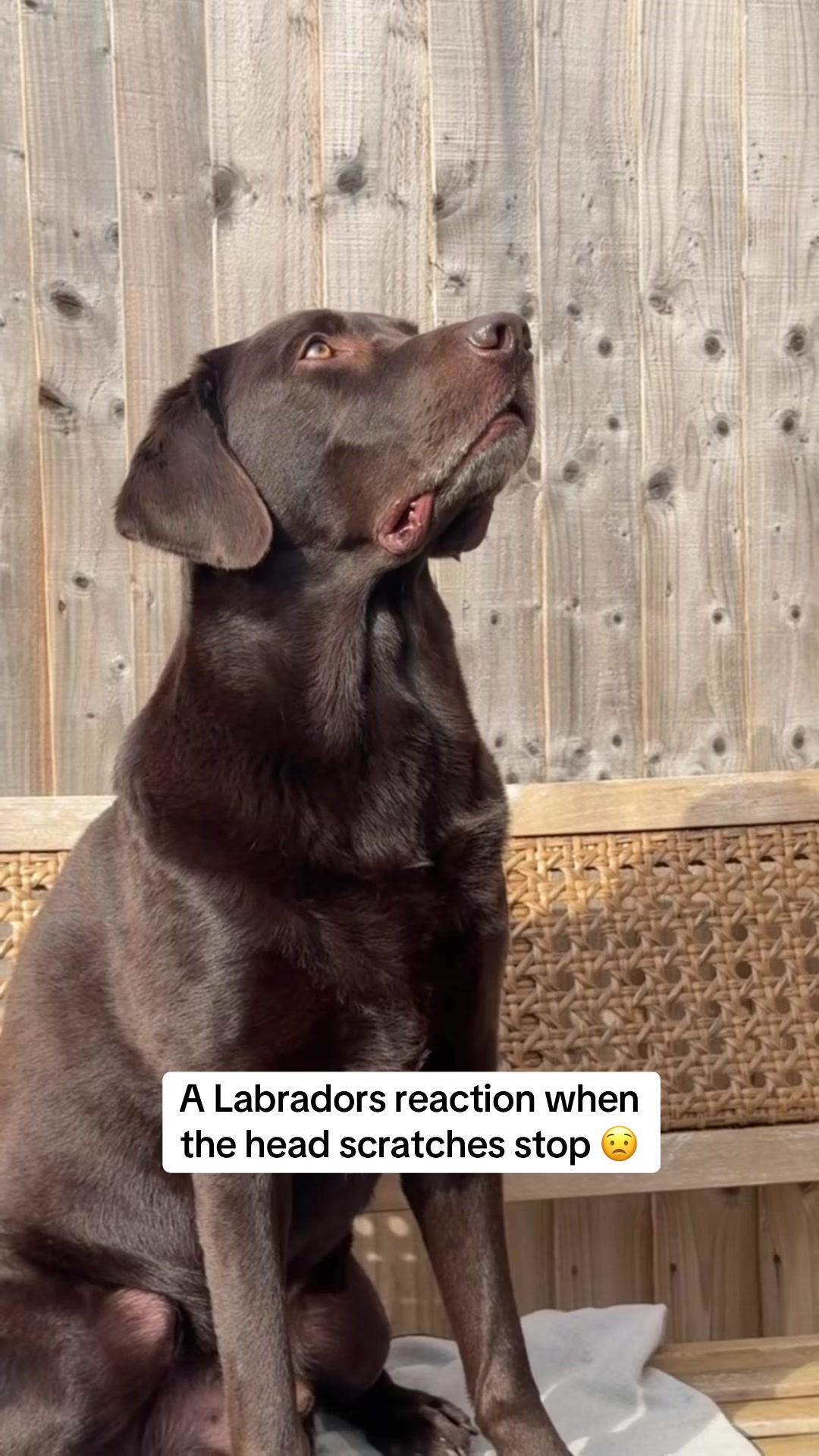 @The Labrador Buddy
