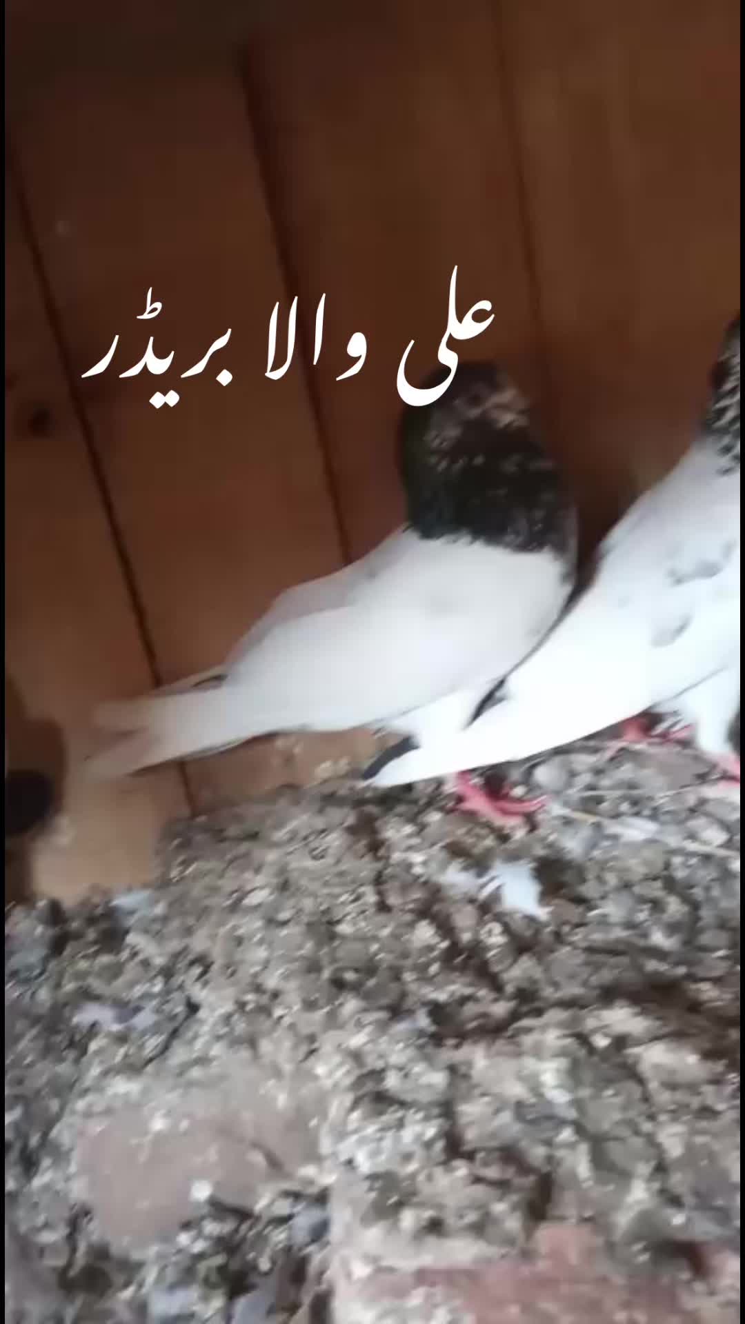 @Zeeshan Anjum
