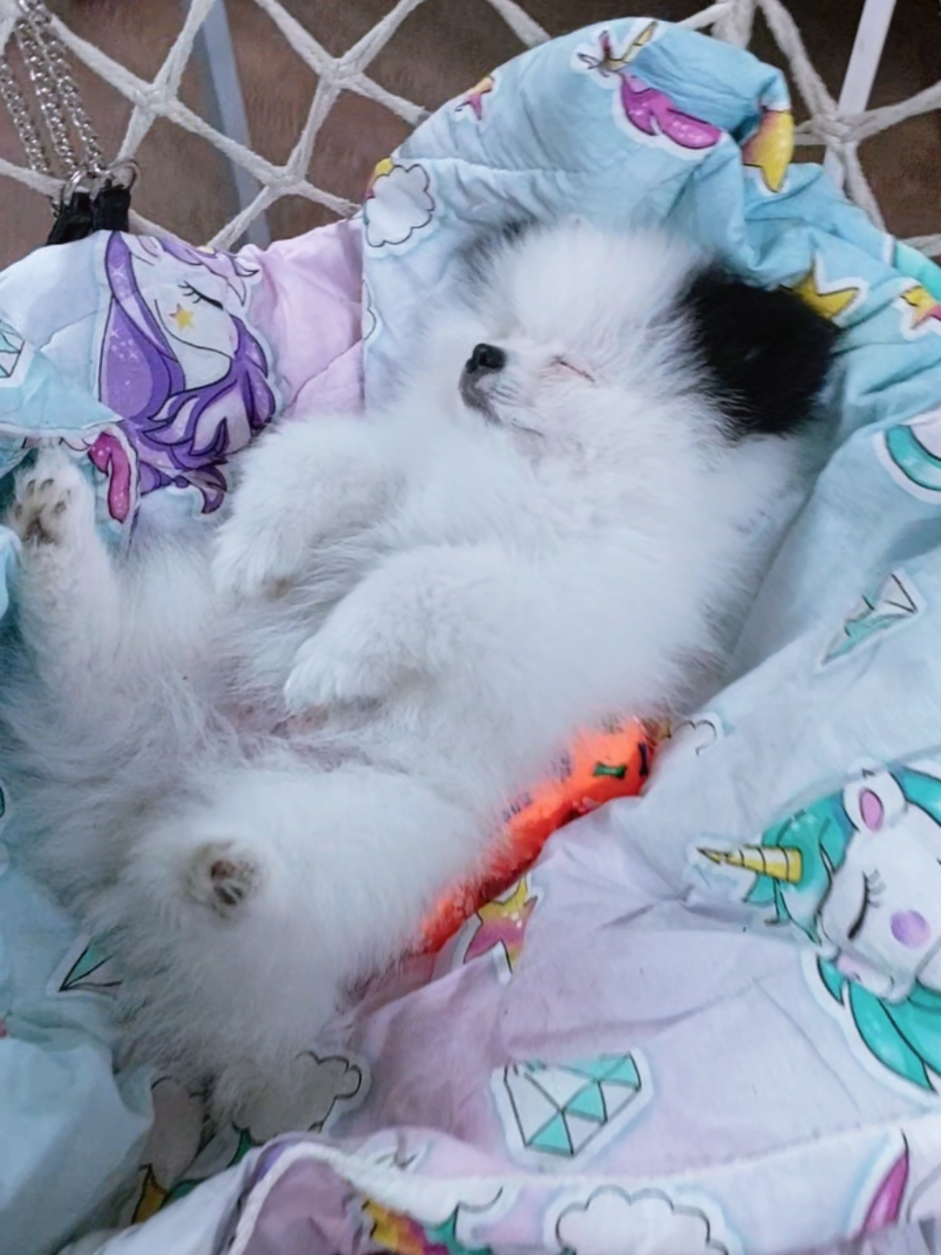 @Миша🐶 Стеша😺 Дуня🐭