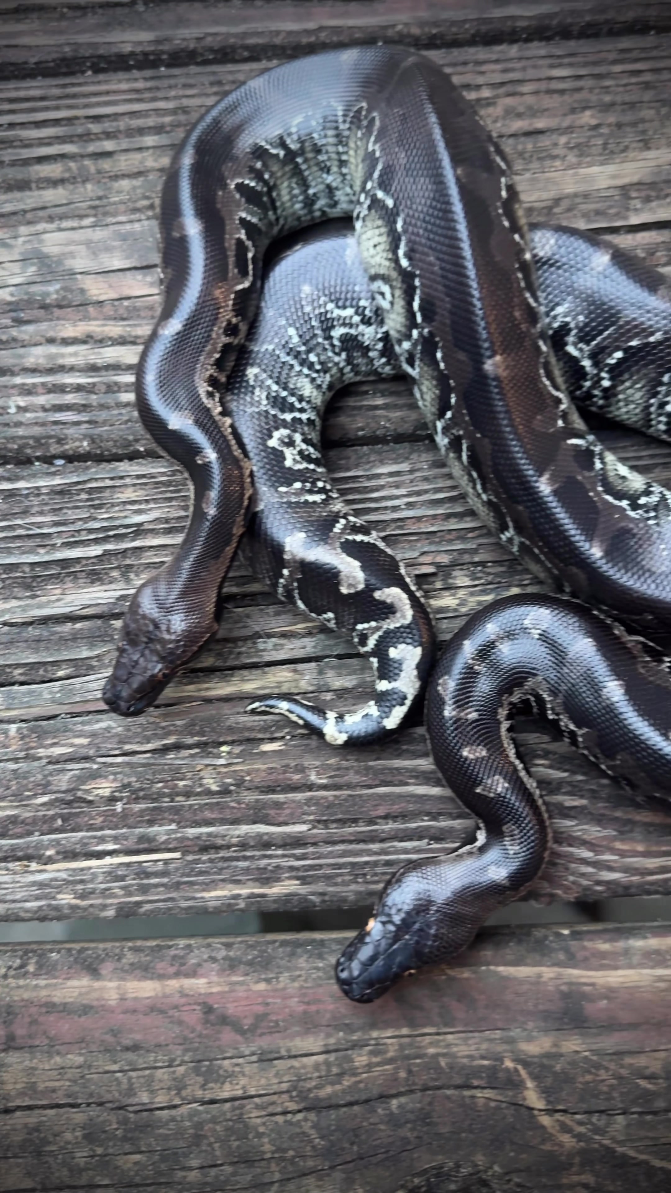 @Short-Tailed Pythons, LLC