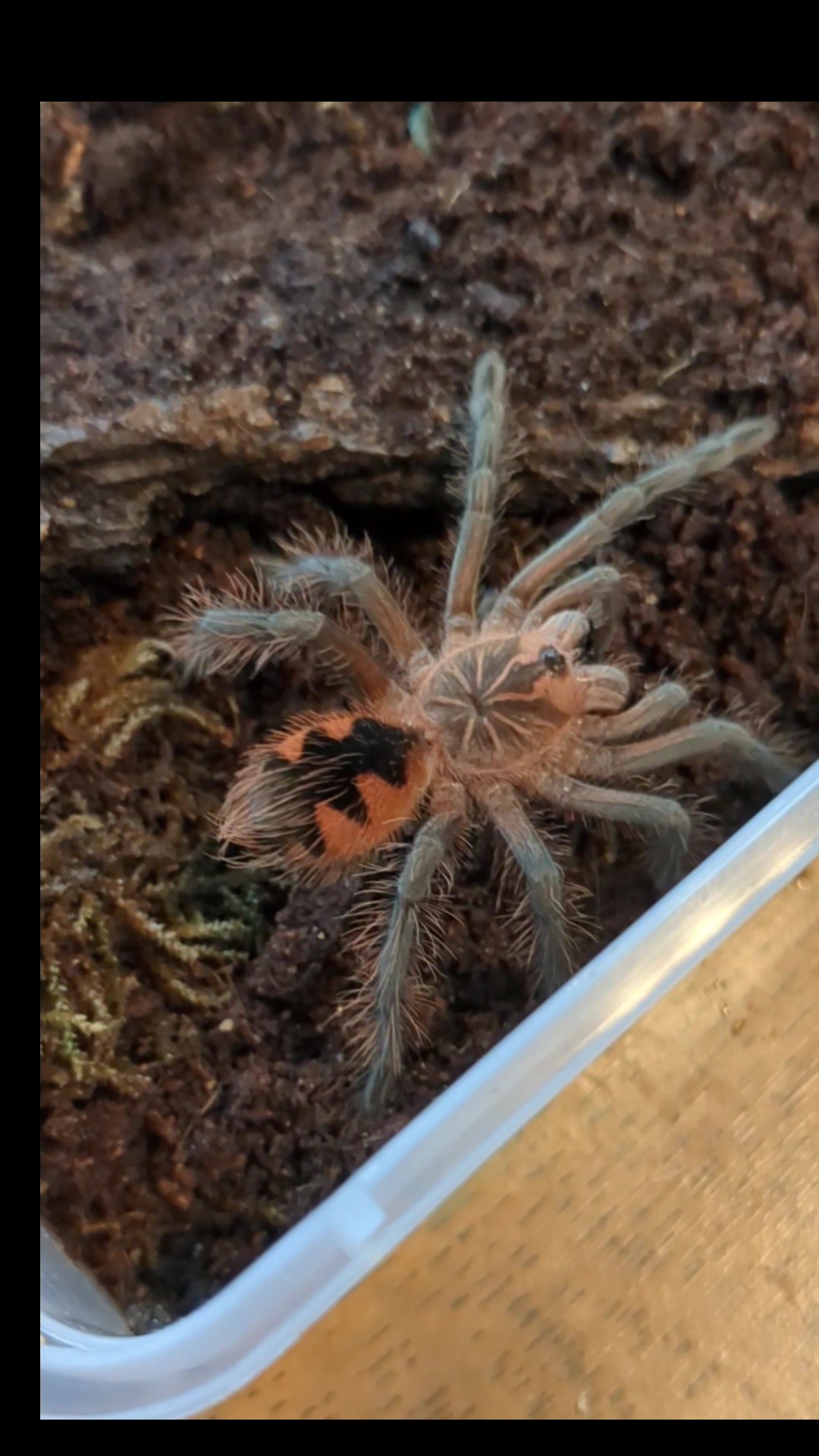 @Eryri Exotics