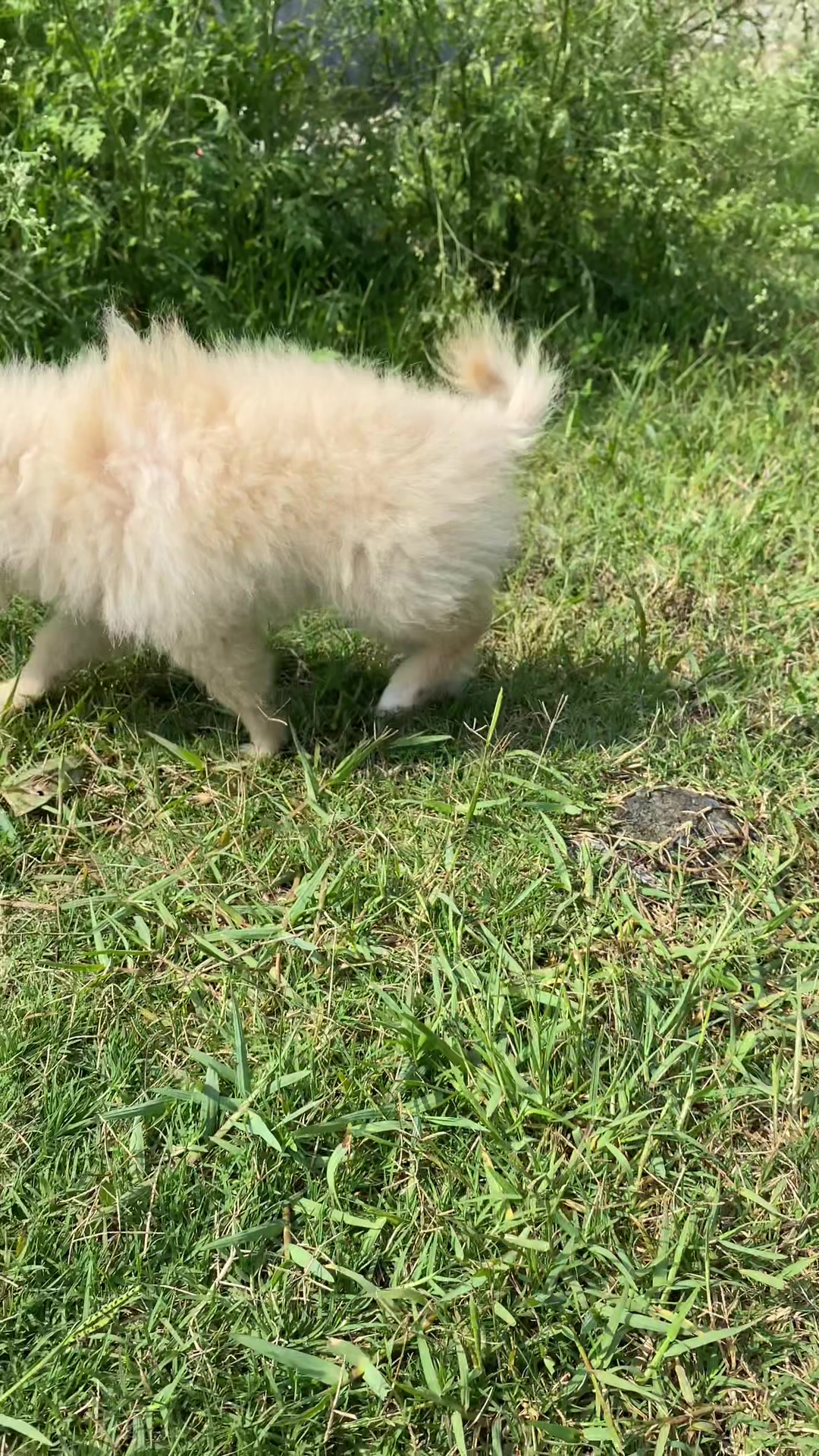 @puppy.nepal