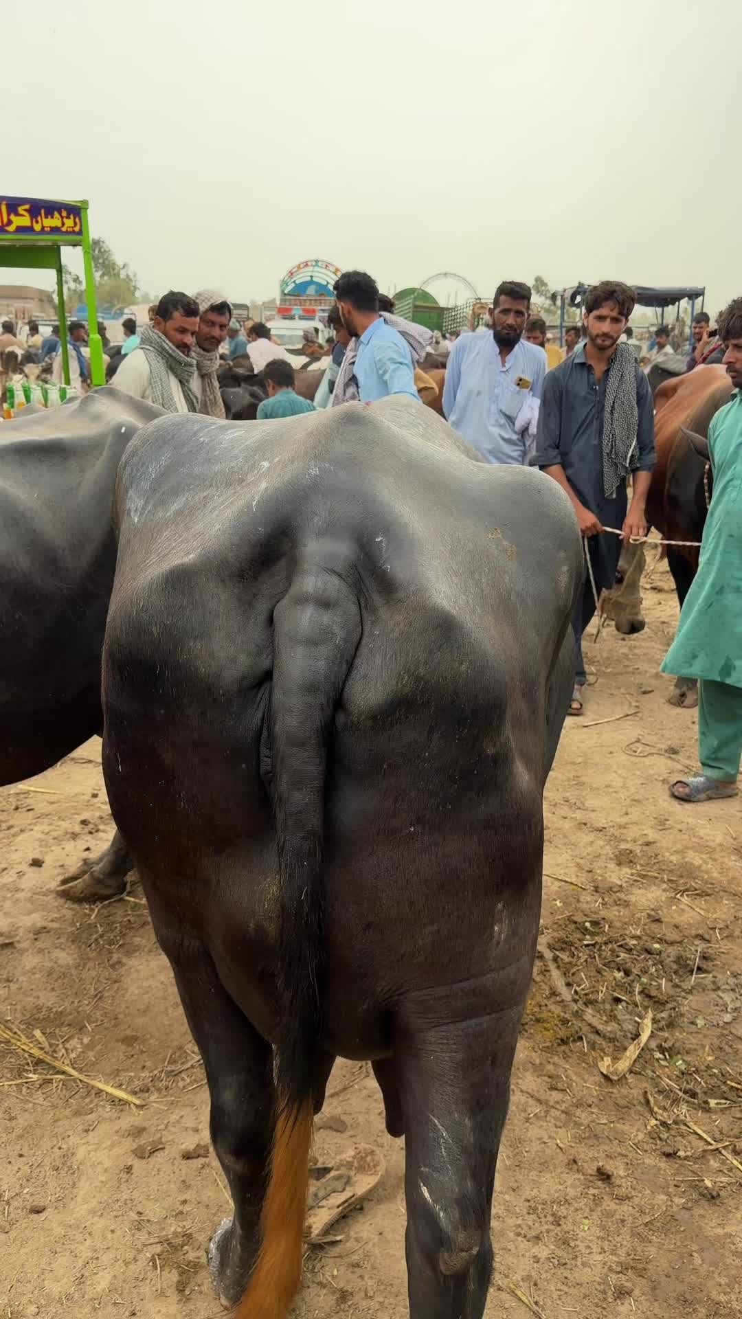@waqarbhinder852