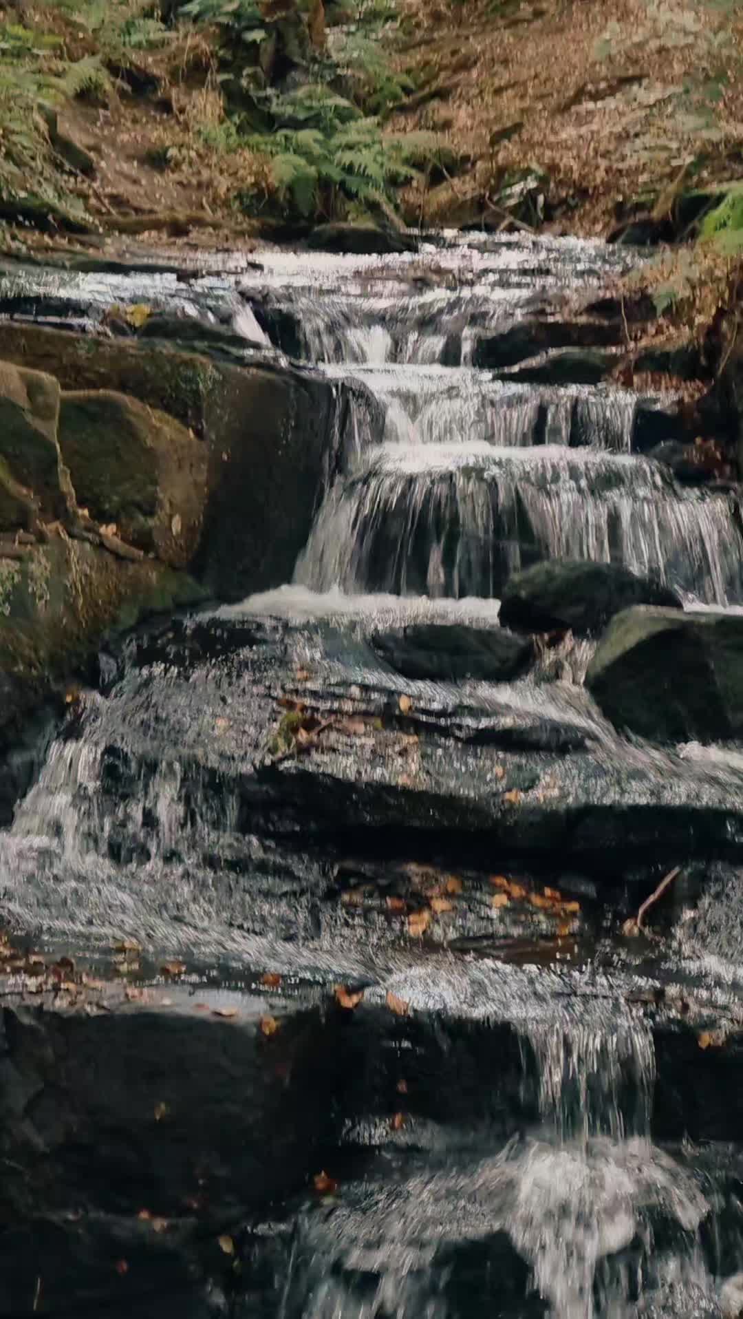 @ukmallu