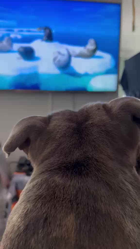 @The Blue Staffy Stanley