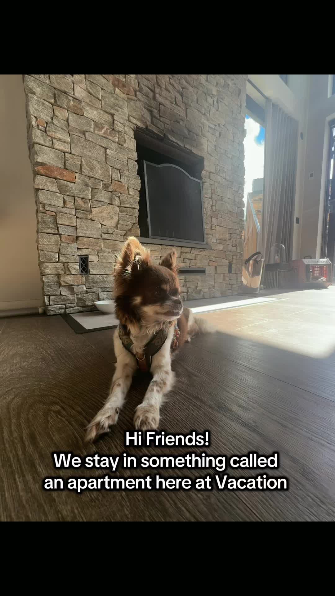 @MorrisMiniDog