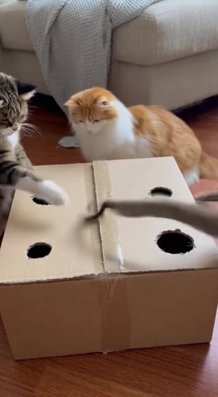 @猫咪历险记