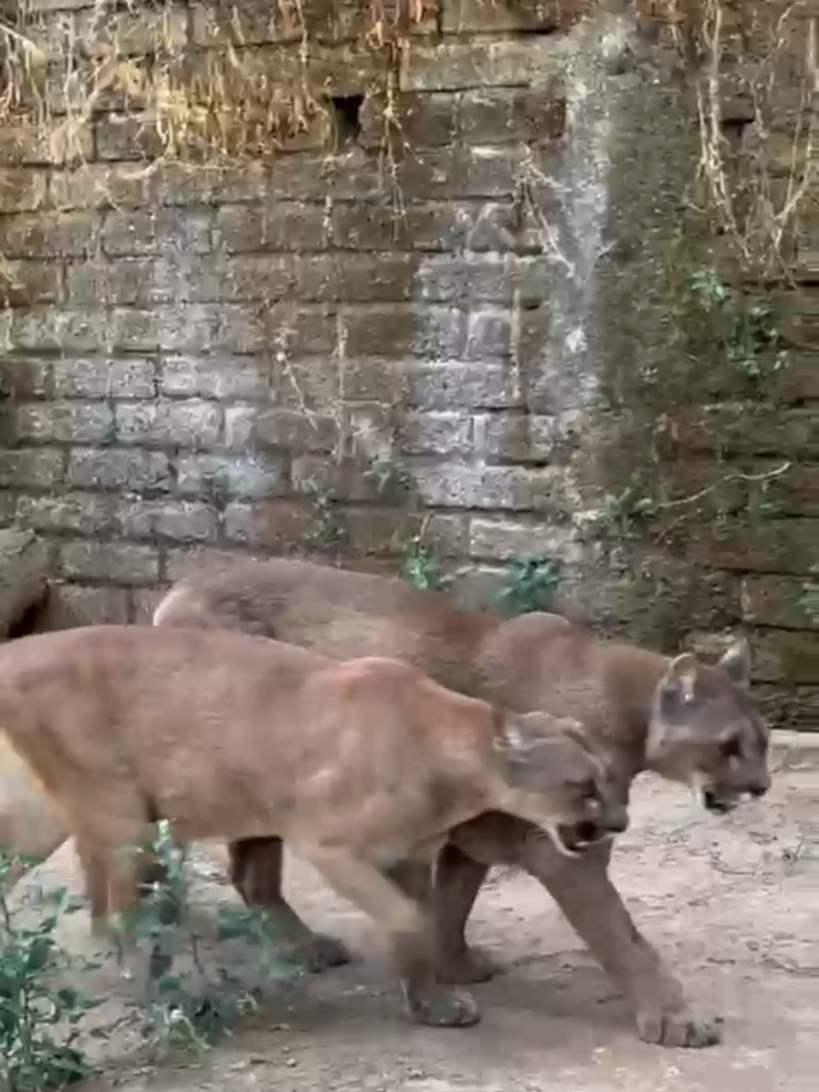 @Parco Zoo delle Star