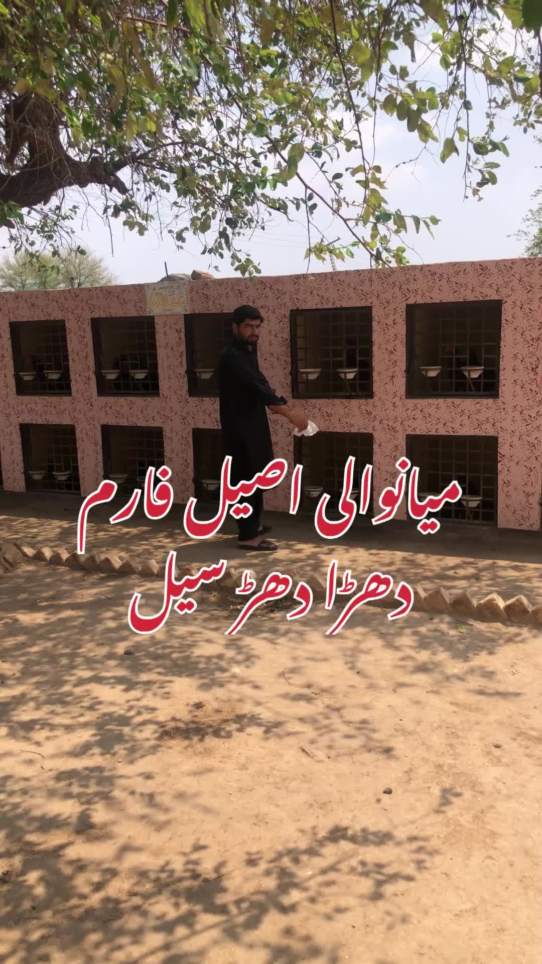 @Poultry Markaz