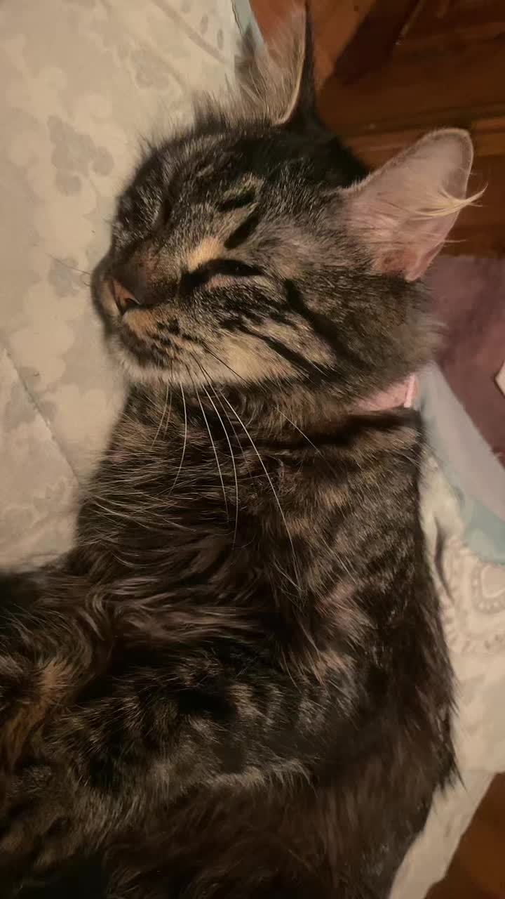 @🐈&zwj;⬛ 𝑲 𝒂 𝒕 𝒊 𝒆 🐈&zwj;⬛