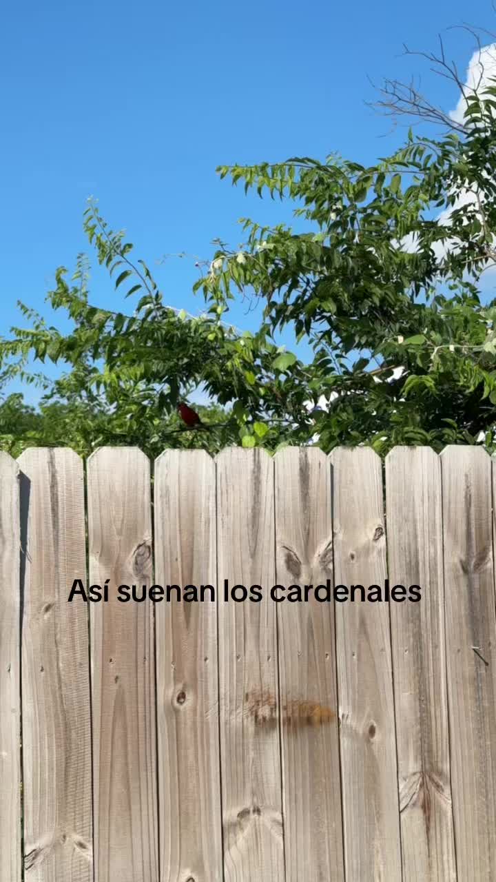 @Guadalupe