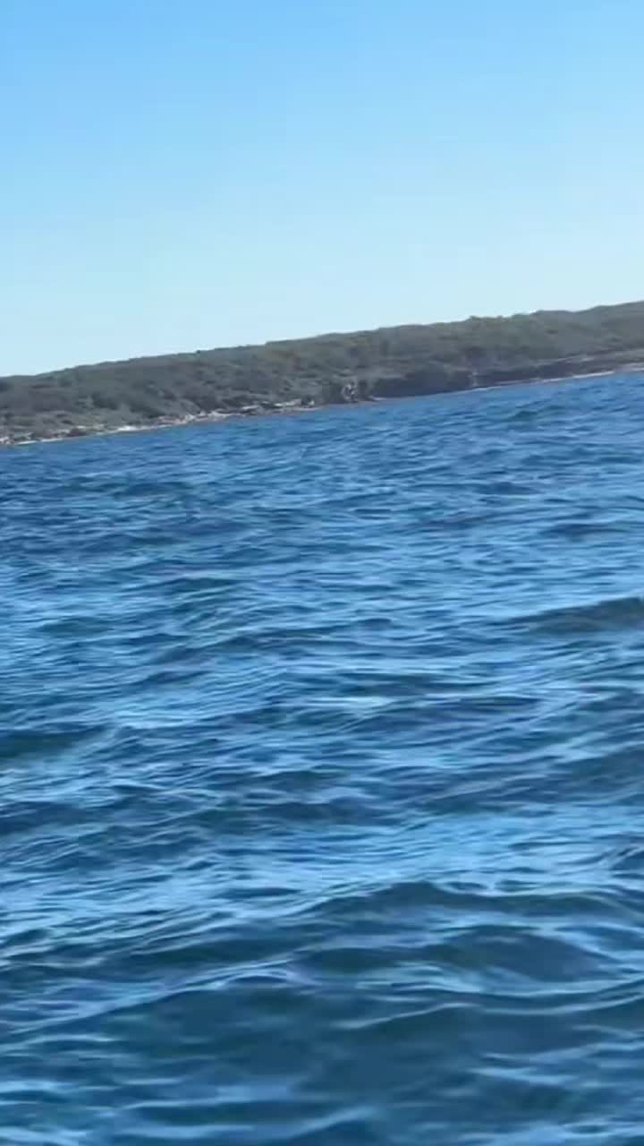 @Whale - life in ocean