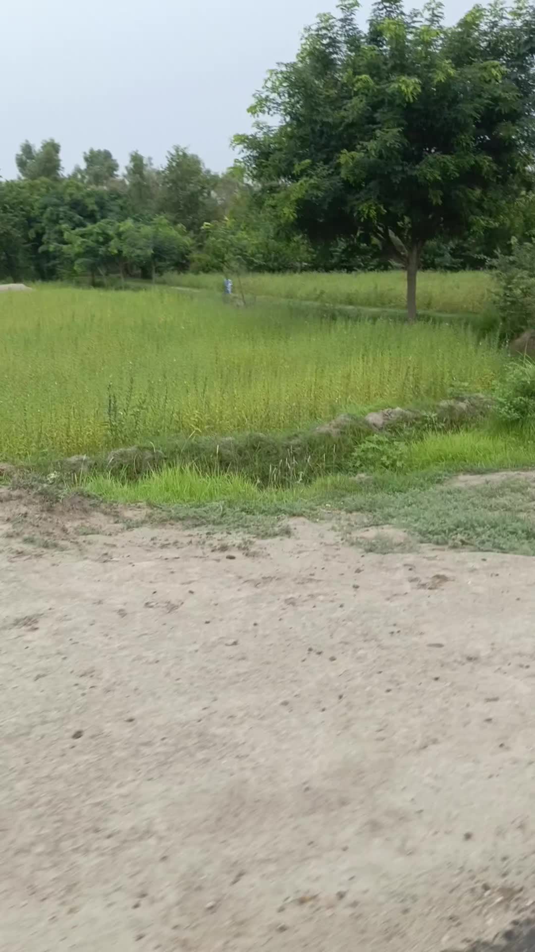 @گُڈو بادشاہ