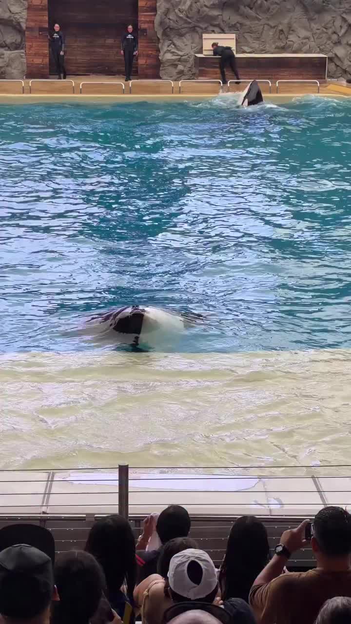 @Dolphin 🐬 World 🌎
