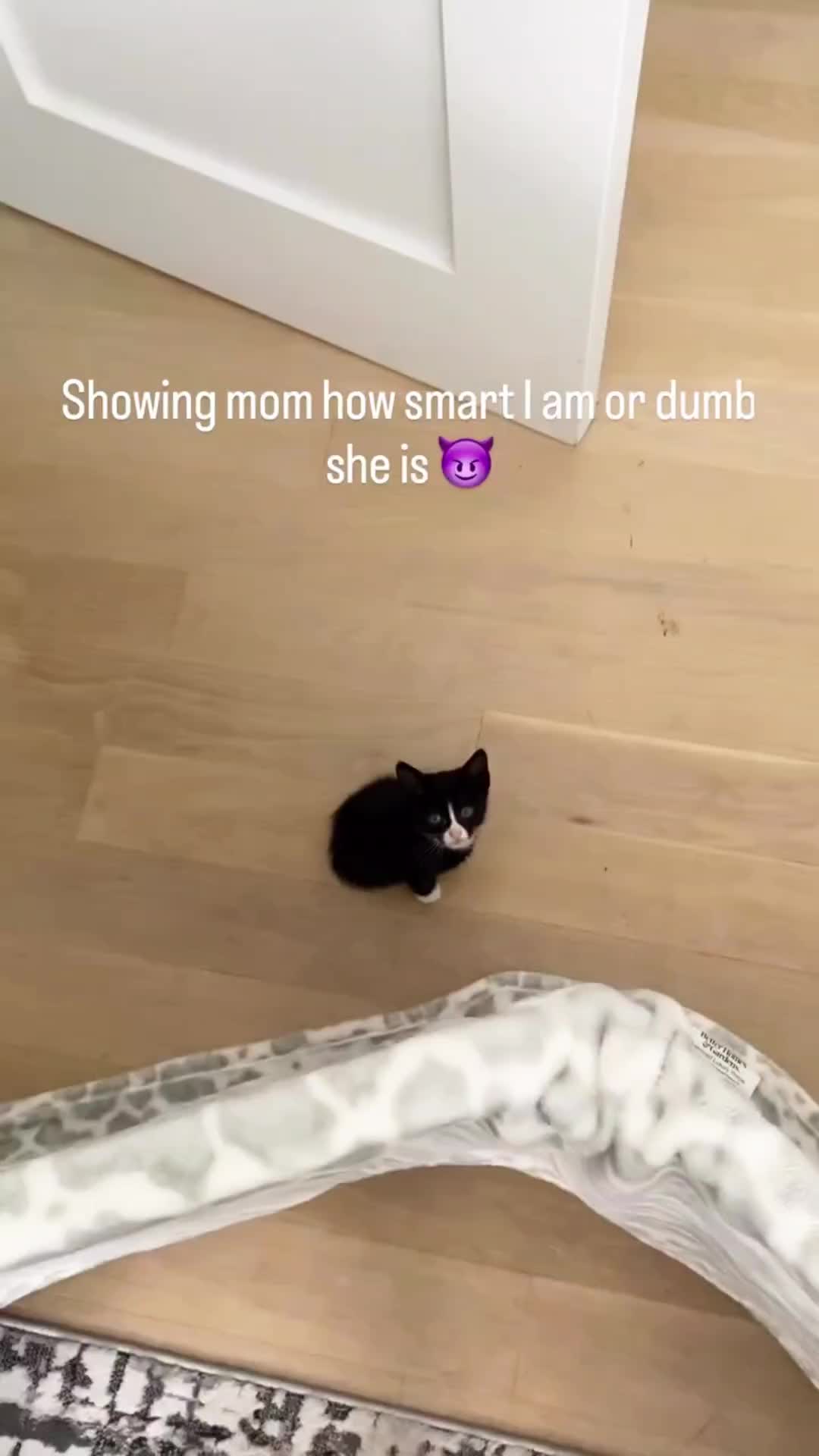 @Pets Mania