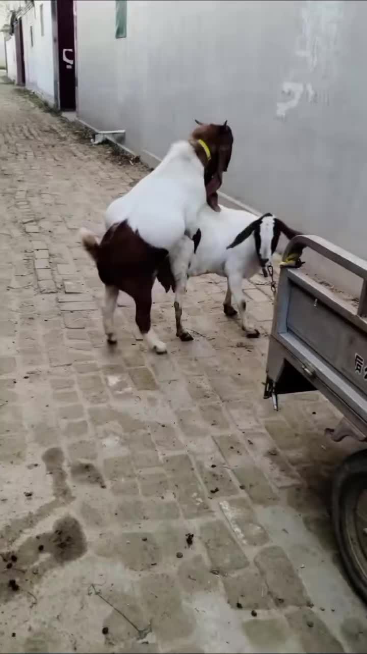 @DilKiPyas