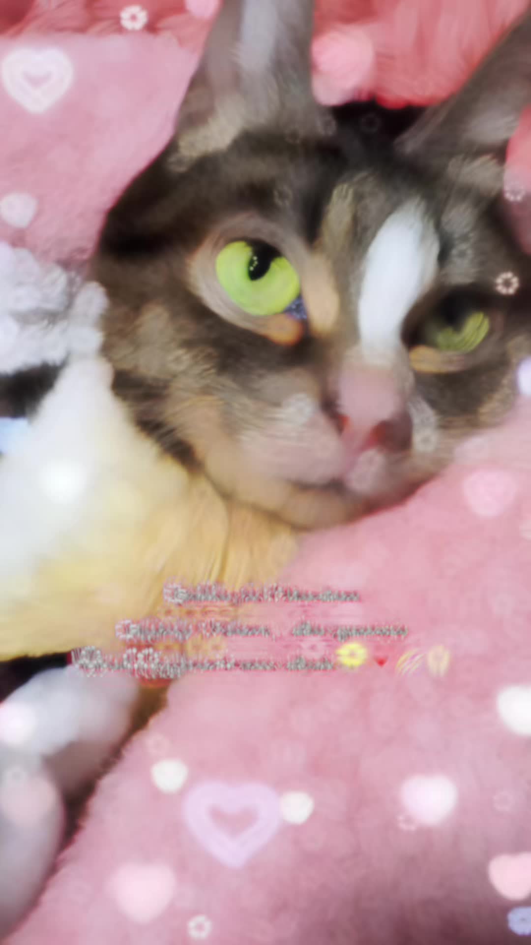 @๐ฉ๐ช ๐ฌ๐๐๐๐๐๐๐๐๐ ๐ฉ๐ช