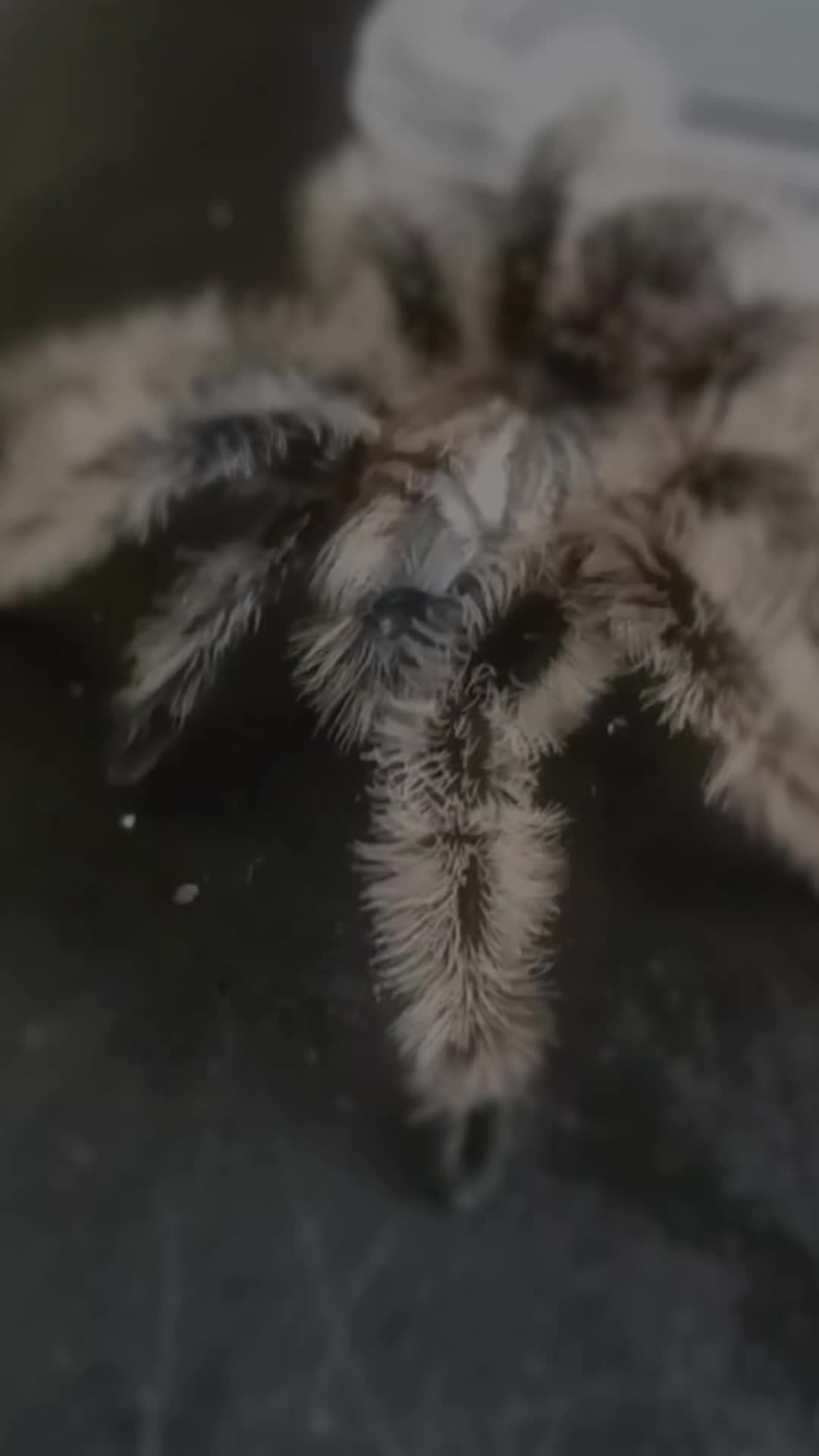 @craigscritterworld1
