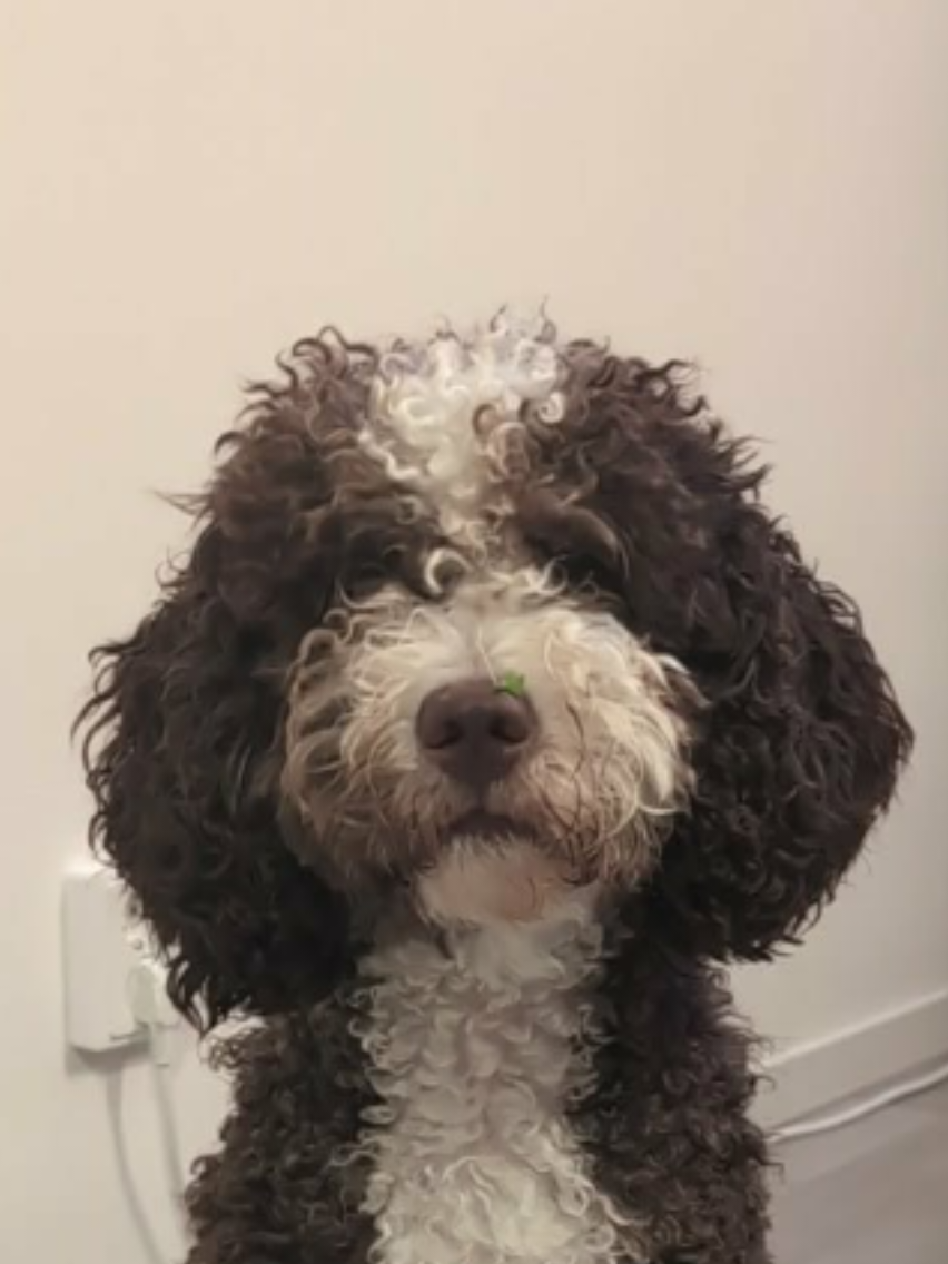 @🐾✨️mhdogs✨️🐾🇸🇪