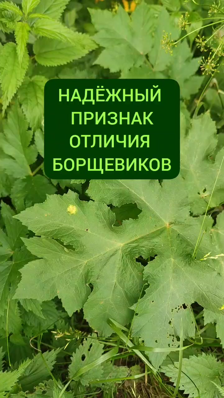 @Мария Попова