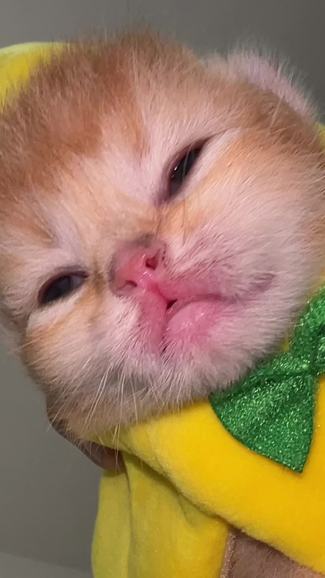 @Soothing Cats😻