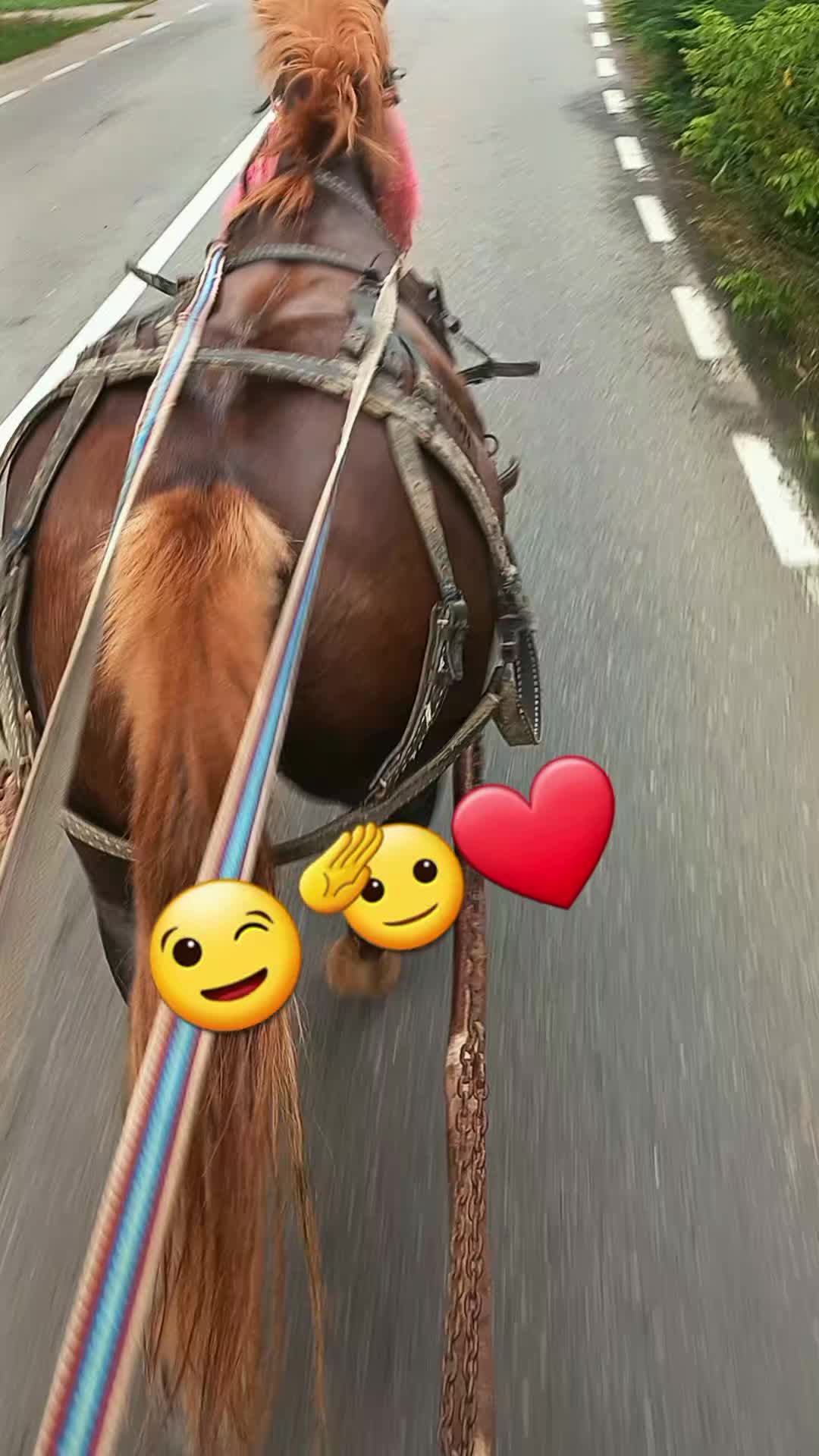 @covaci Nyku👑🐴🐴❤