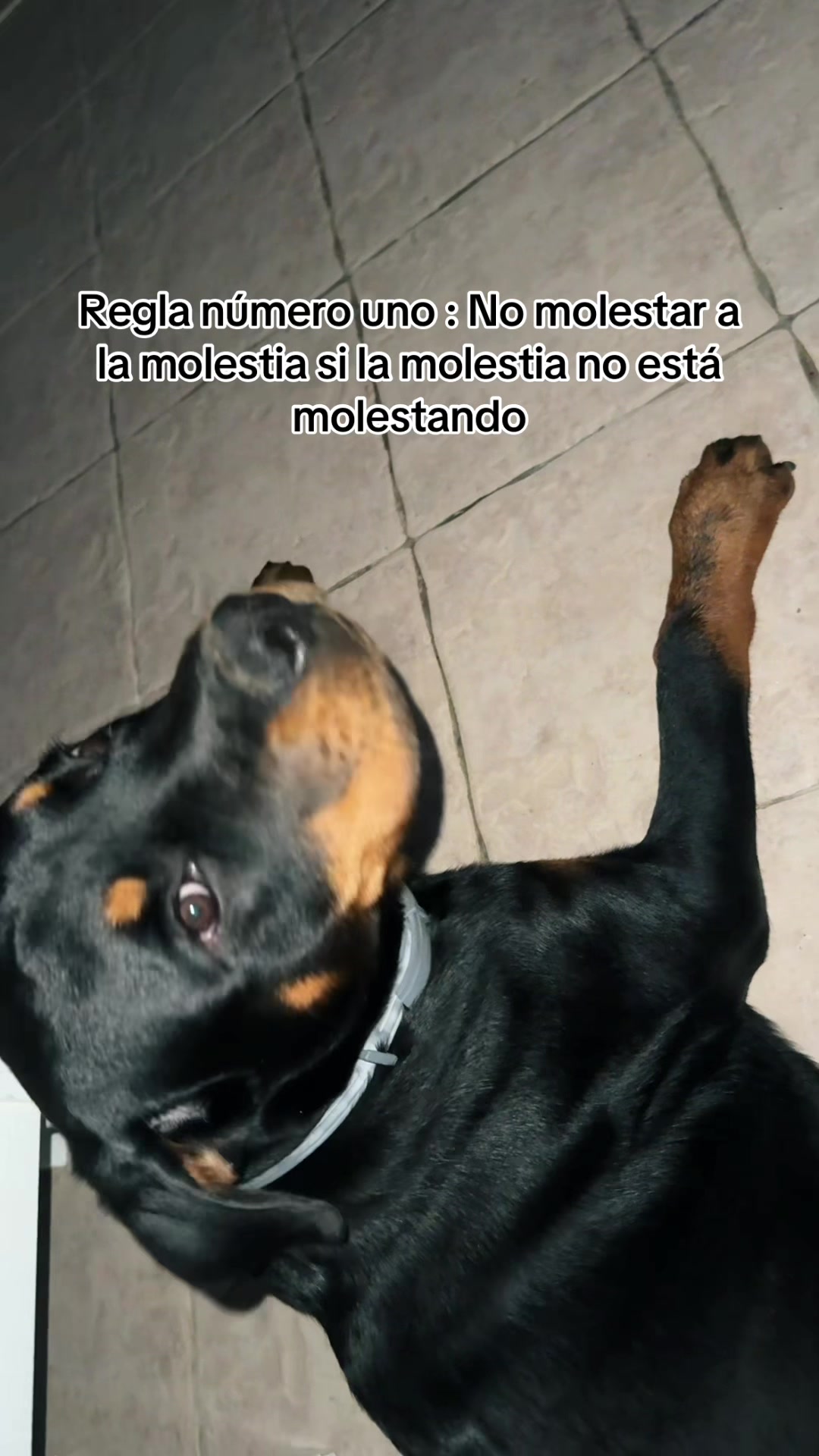 @Nerea 2.0