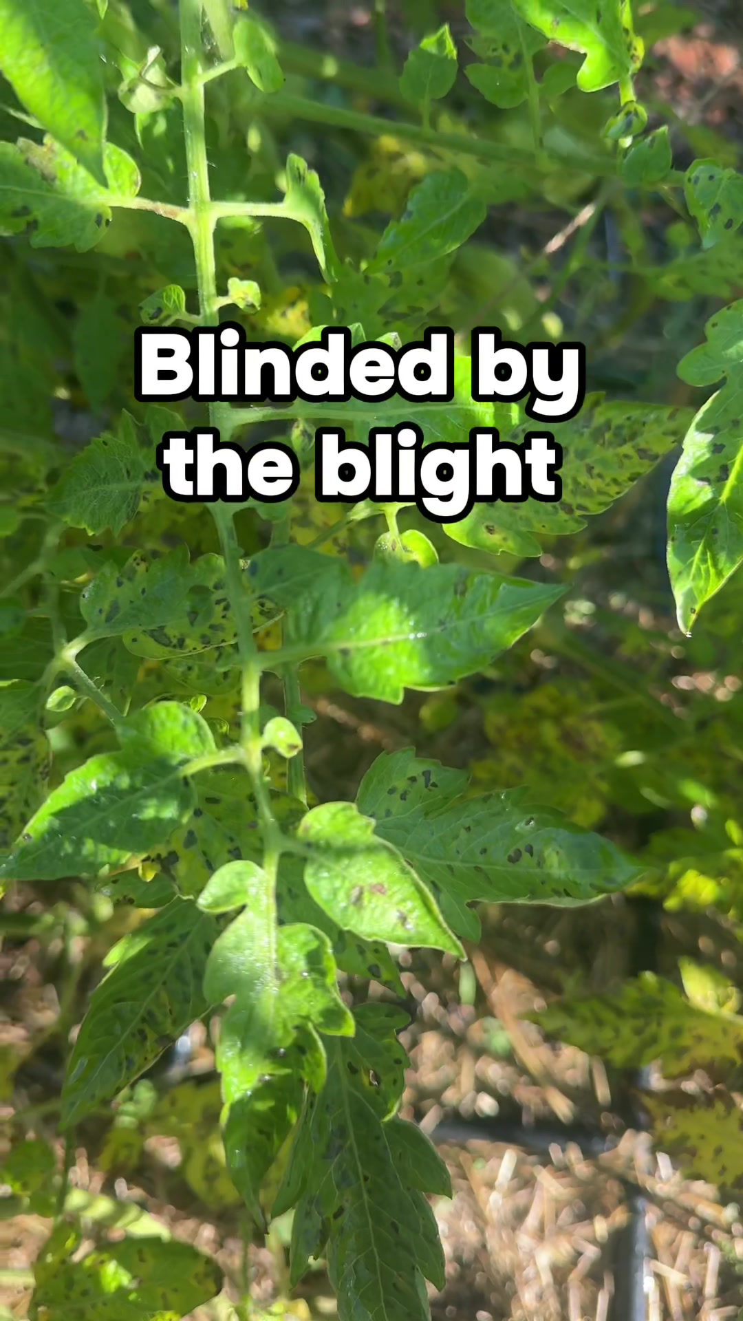 @Manica | zone 6a gardener
