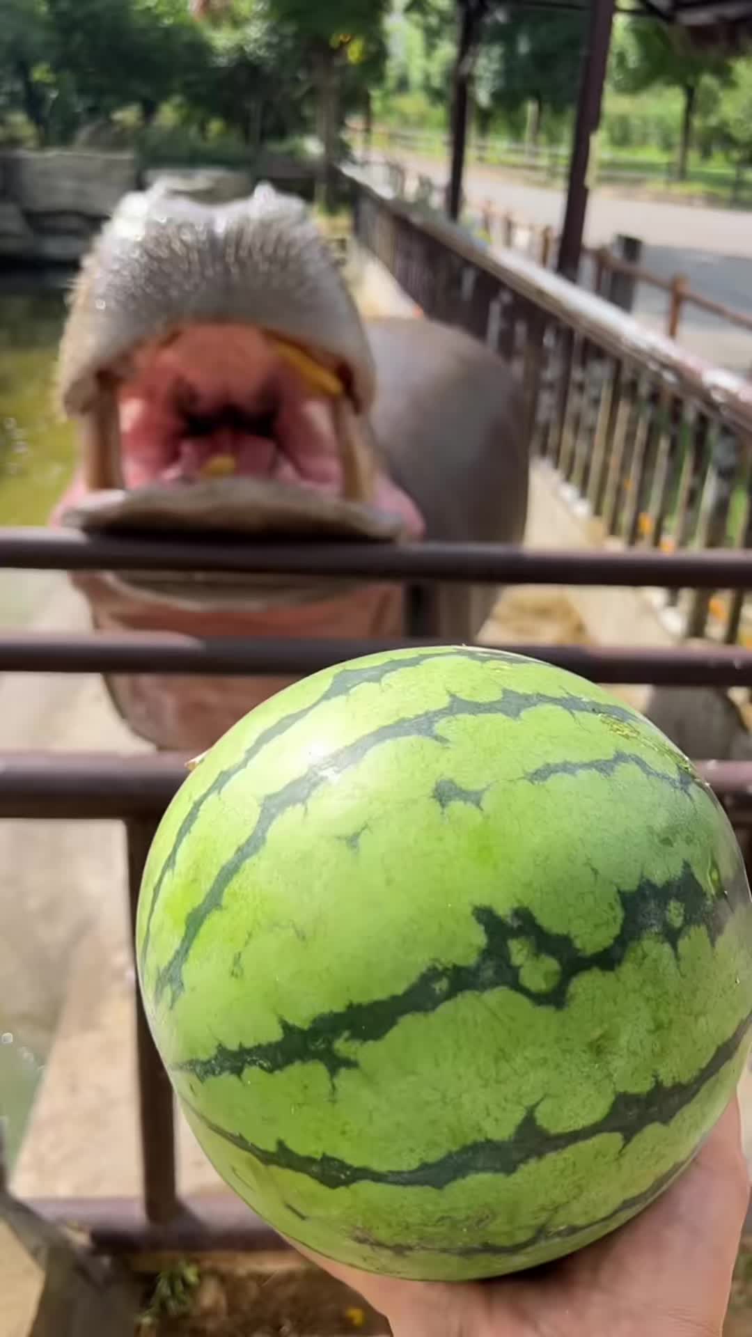@Hippo