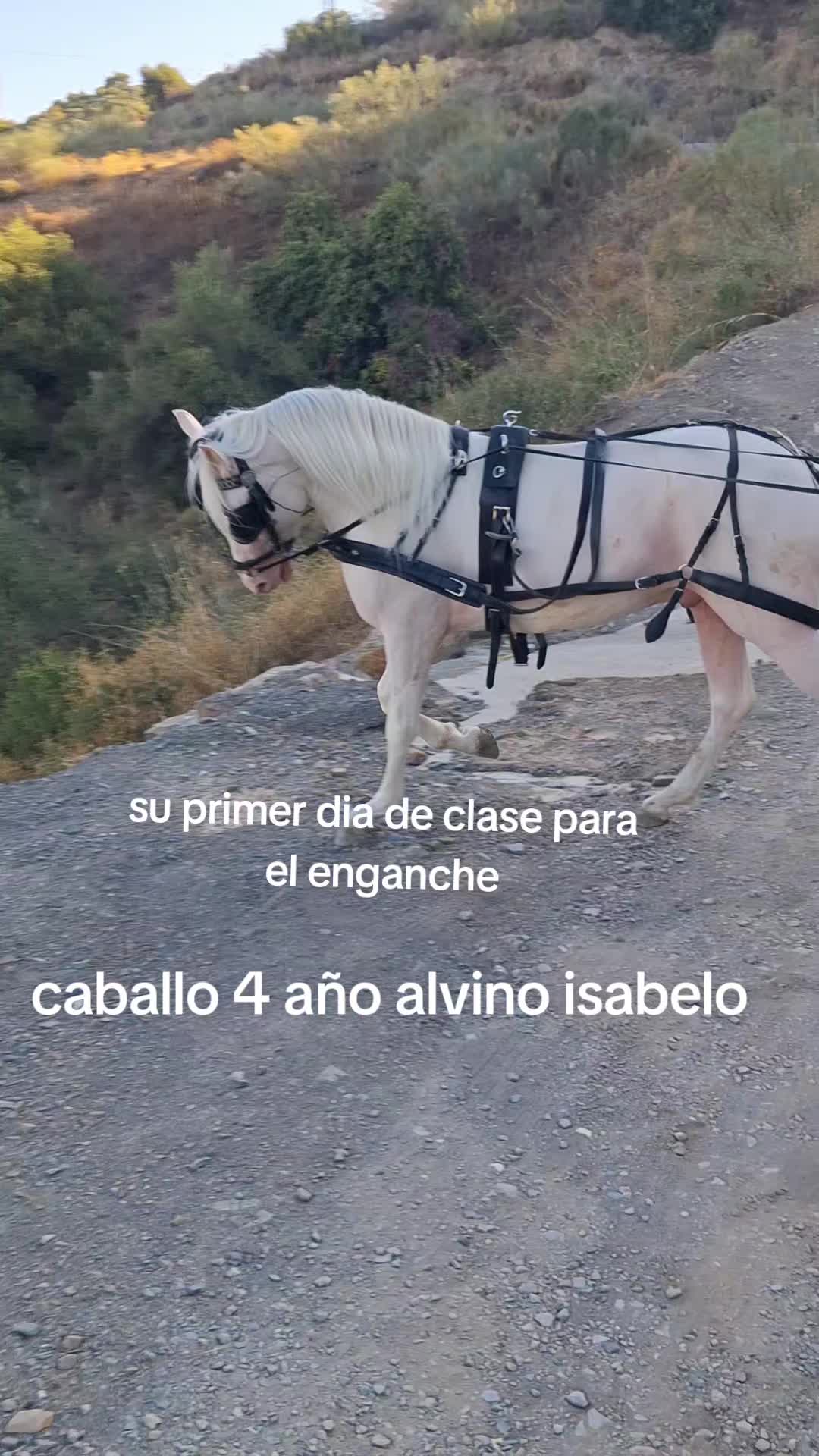 @Fernando Cristales A