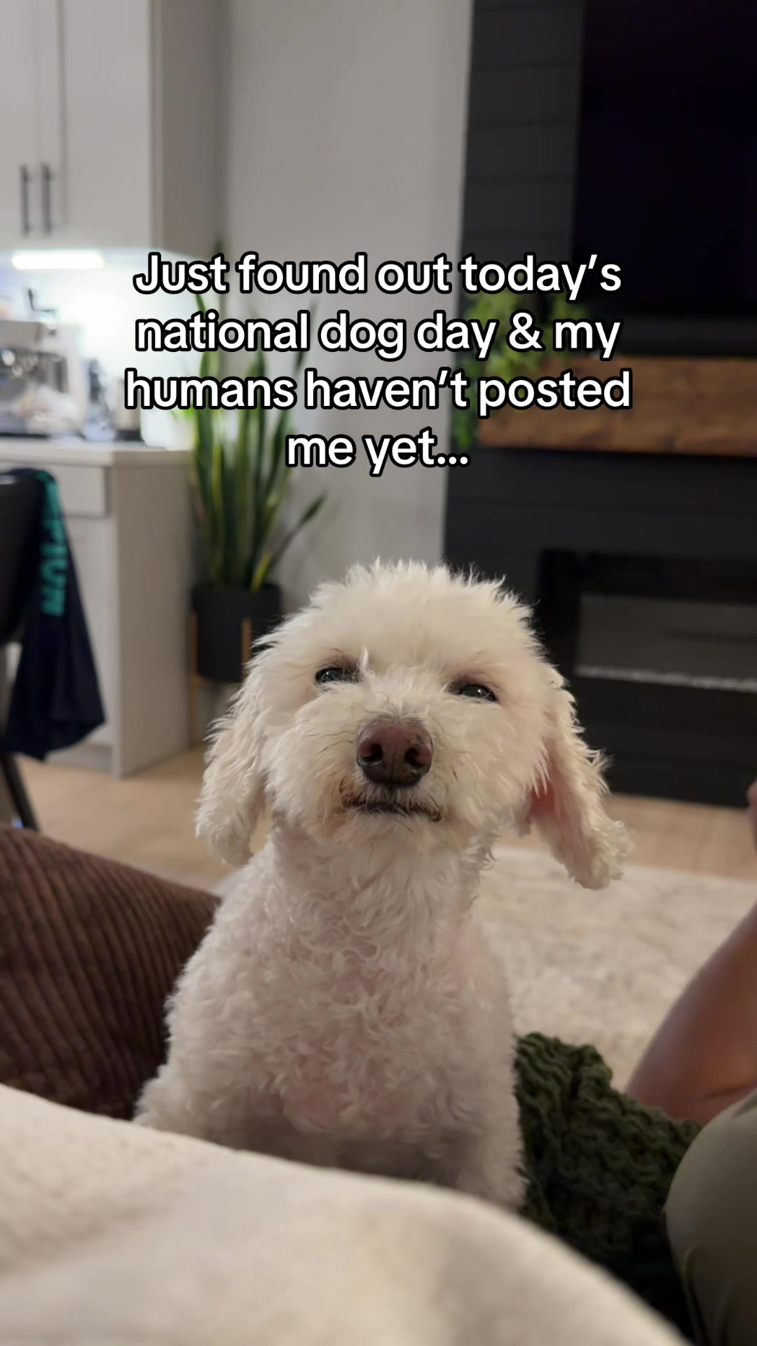 @Spicy The Dog