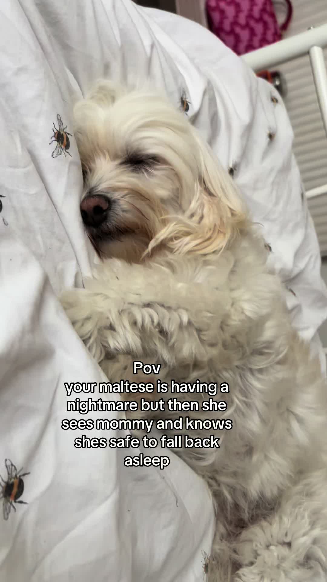 @Bella & Chitzi