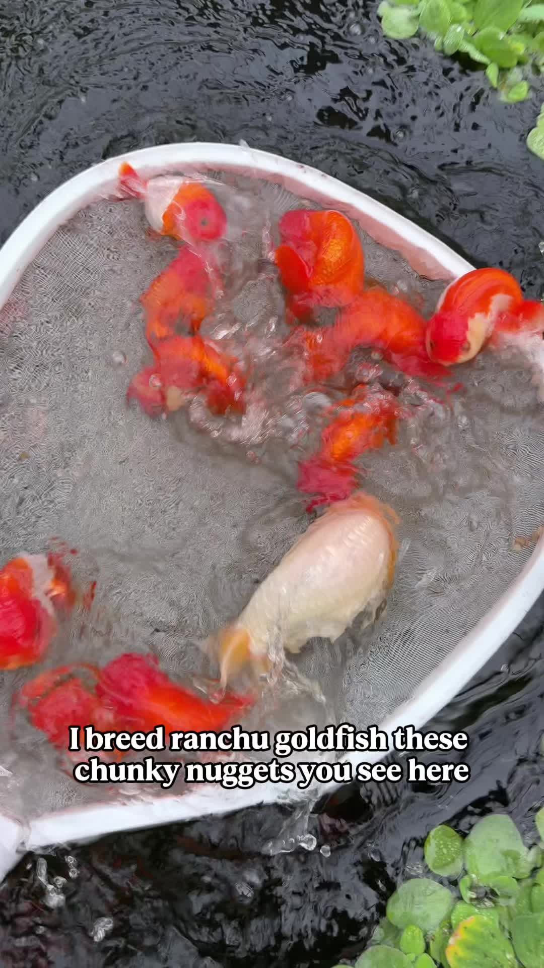 @The Goldfish Guy