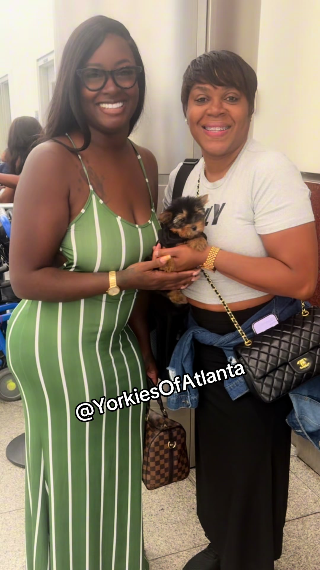@Yorkies Of Atlanta