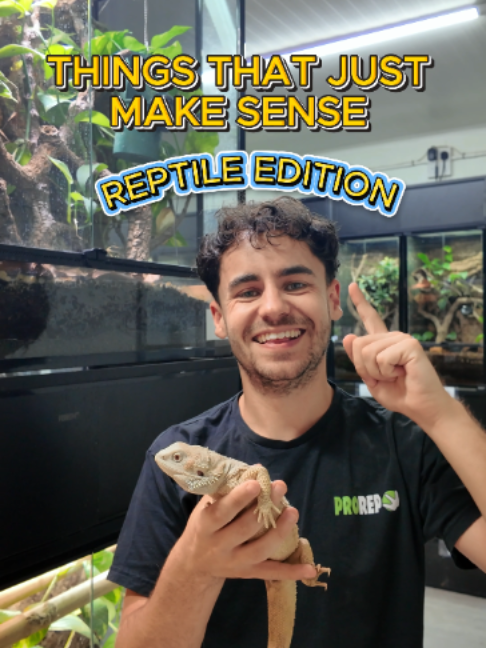 @prorep_reptile