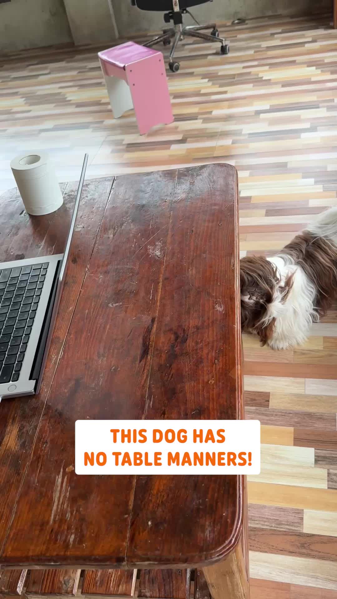 @Pawsome Pets