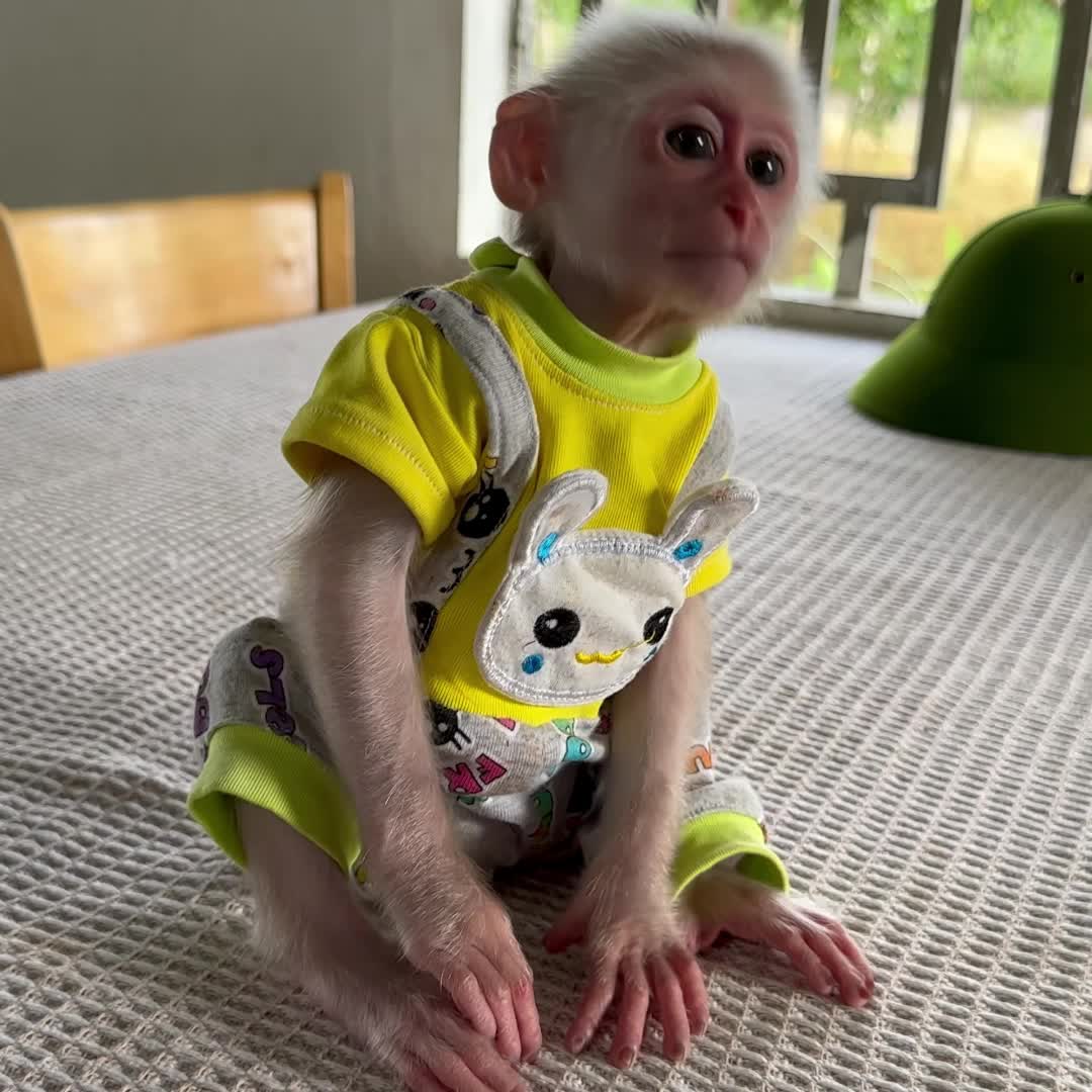@Monkey TP