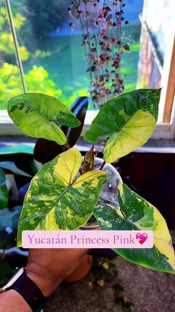 @PlantLadyNico🪴
