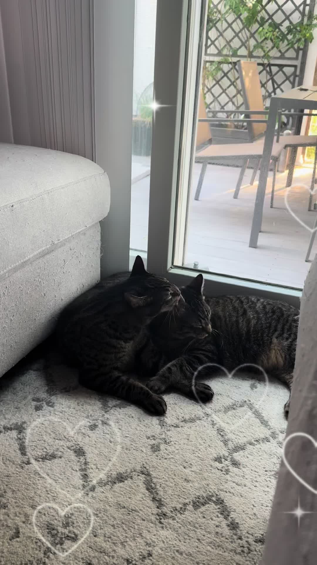 @TailsandWhiskersCo