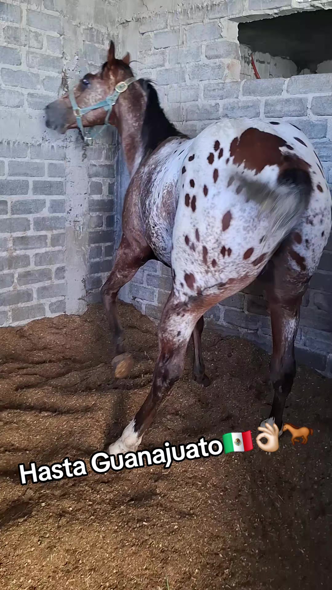 @EvHorses Zacatecas