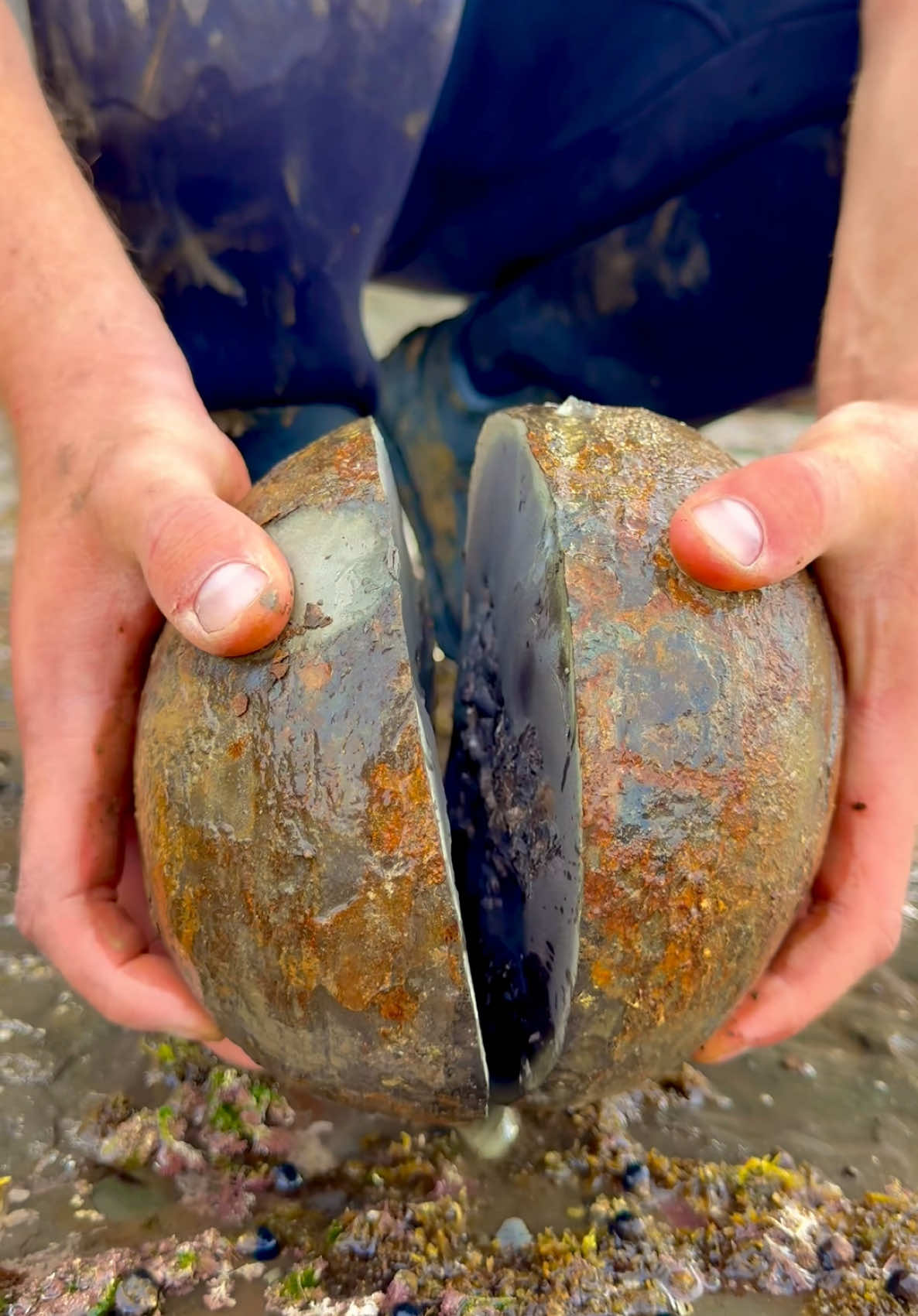 @yorkshire.fossils