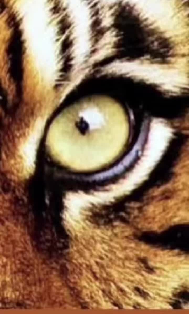 @tigress.empress_nnq