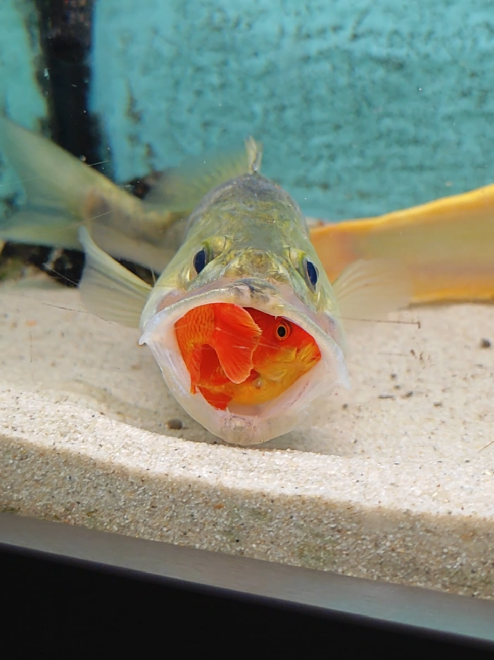 @predatoryfishtank